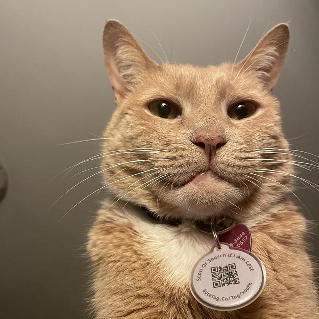 Help us spoil our kitties!