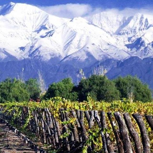 Chilean Vineyard Tour and Tasting