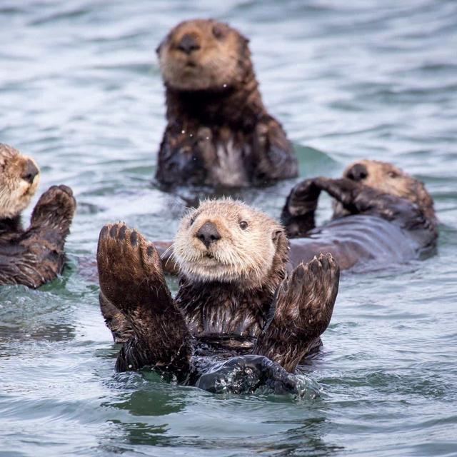 Tickets to the Monterey Bay Aquarium