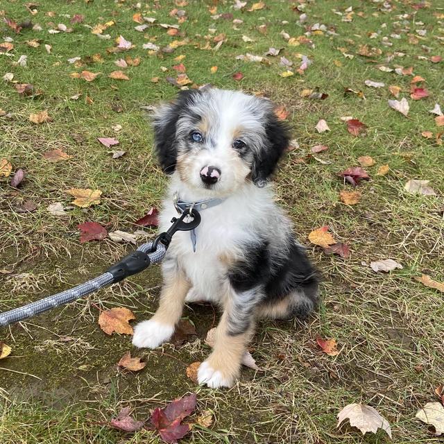 Treats for Bentley 🐾