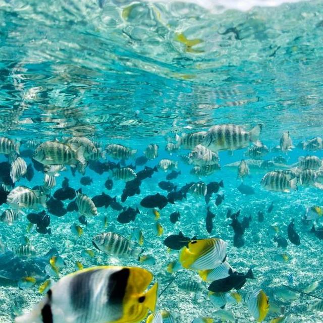 Snorkeling