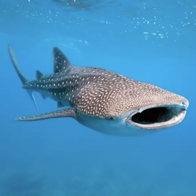 Whale Shark Snorkel Trip