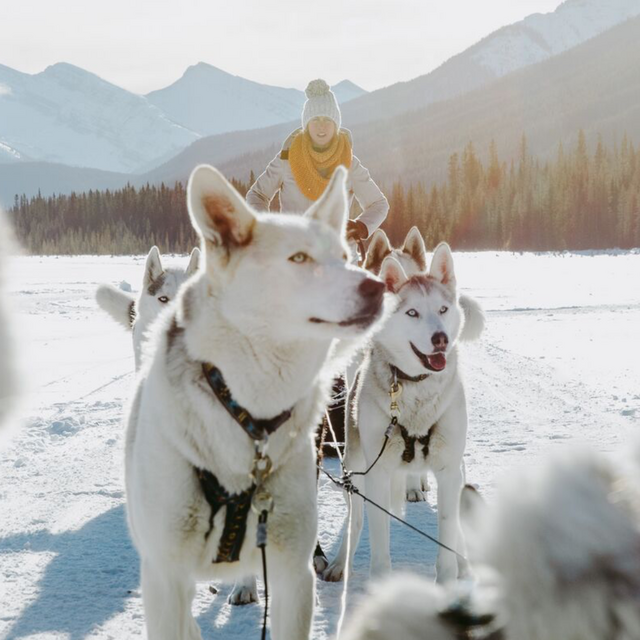 Dog Sledding Tour