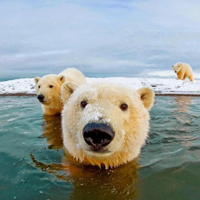 Alaskan Honeymoon Fund