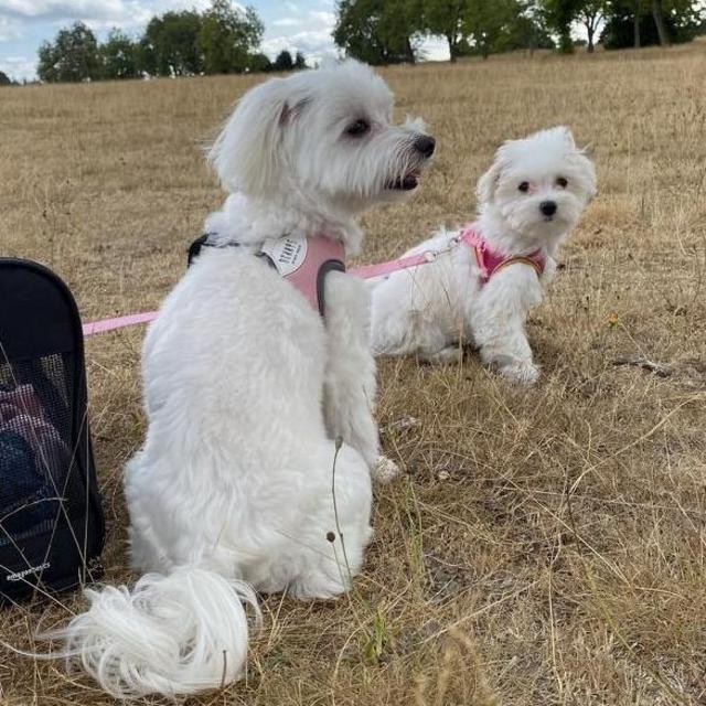 Hope for Paws Charity (helping Puff and Cream's friends)
