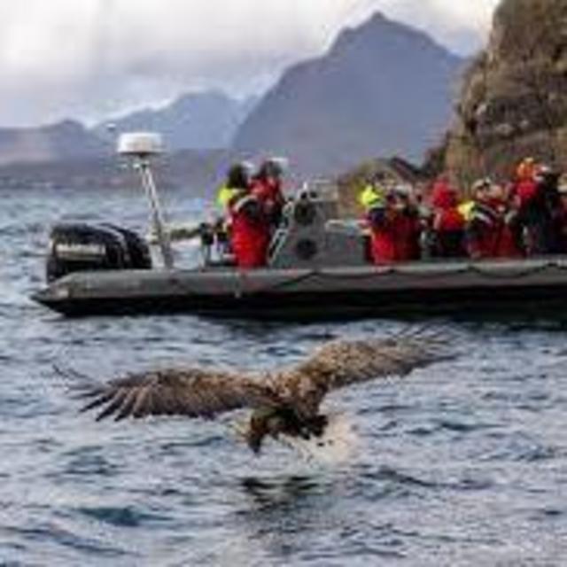 Sea Eagle Safari from Svolvær to Trollfjorden