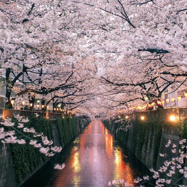 Couple's Plane Tickets to Japan