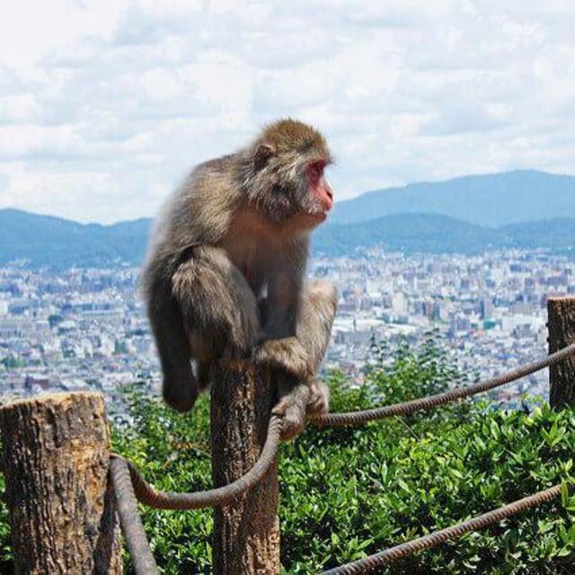 Tickets to Arashiyama Monkey Park