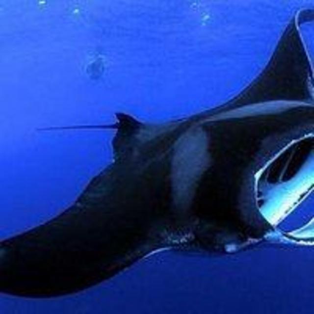 Manta Ray Night Snorkel