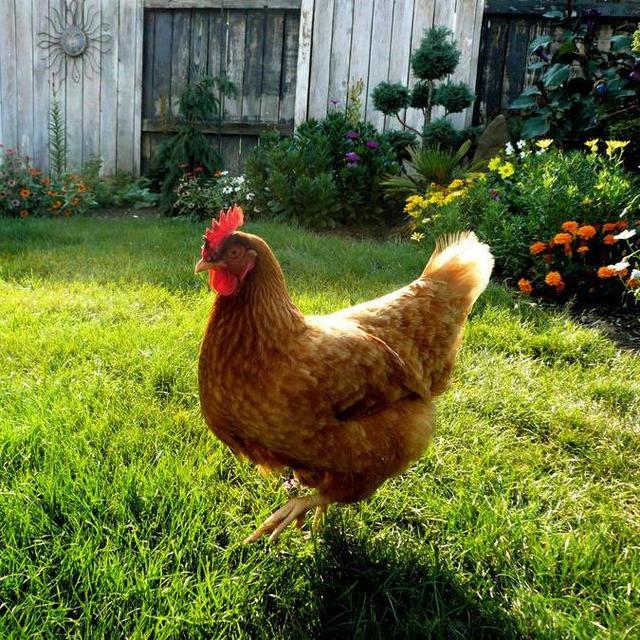 Urban Farm Fund-The Chicken Fund