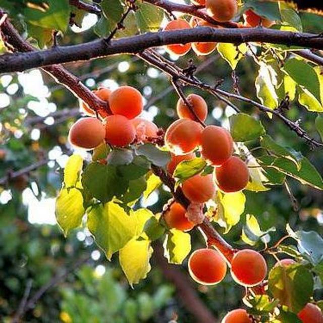 Urban Farm Fund-The Fruit Tree Fund