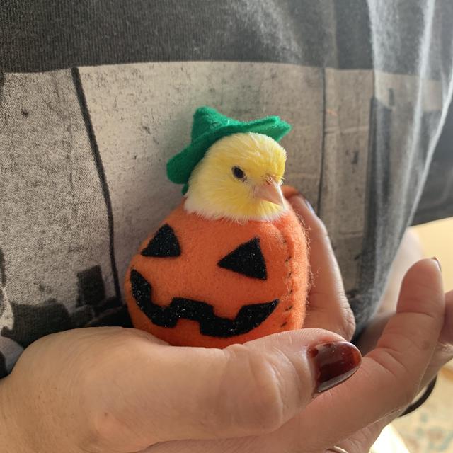 Birbo Fund