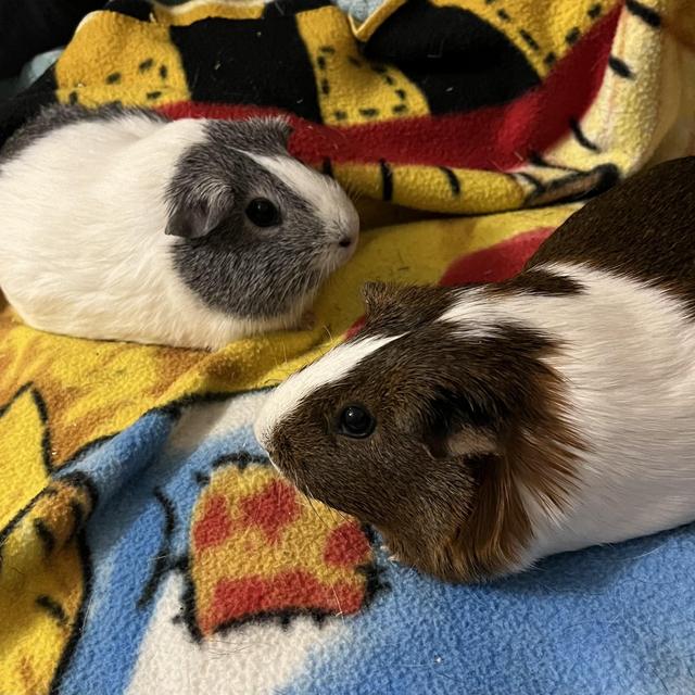 Pet Care