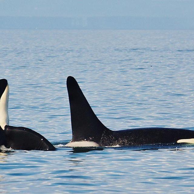 Full-Day Orca Whale Watching Tour for 2