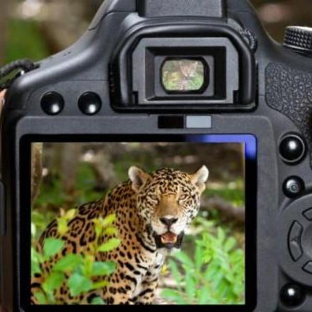 Camera for our Safari!