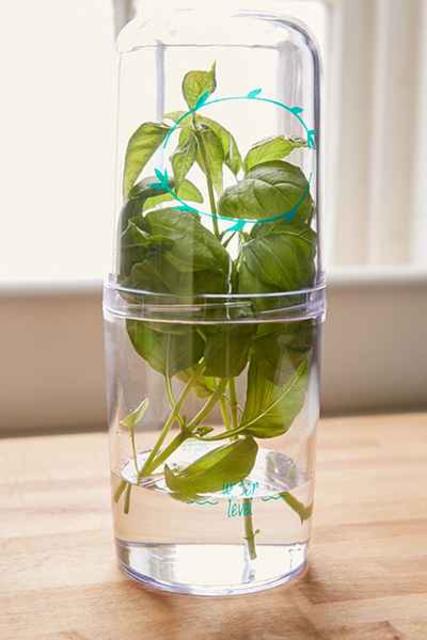 Fresh cut herb saver