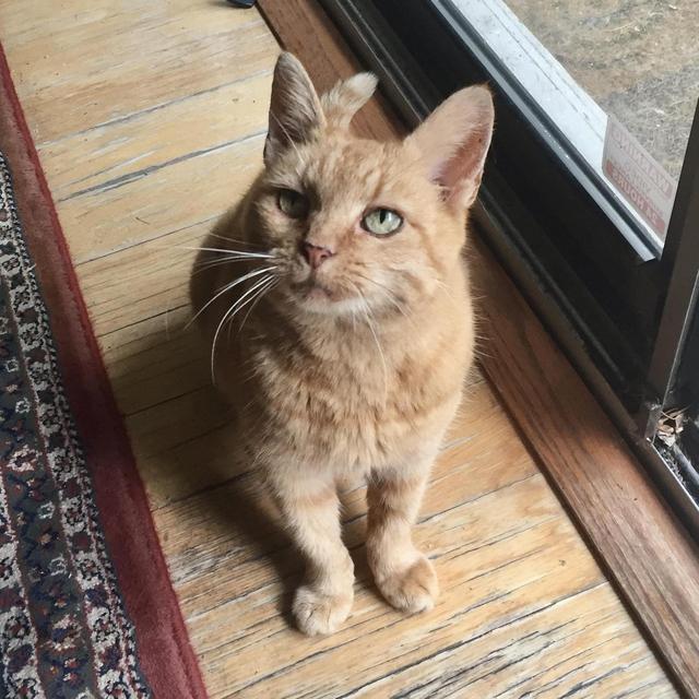 Treats for Garfield