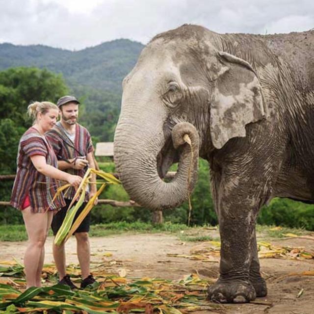Chiang Mai Elephant Sanctuary Visit