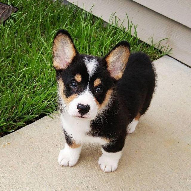 Puppy Fund