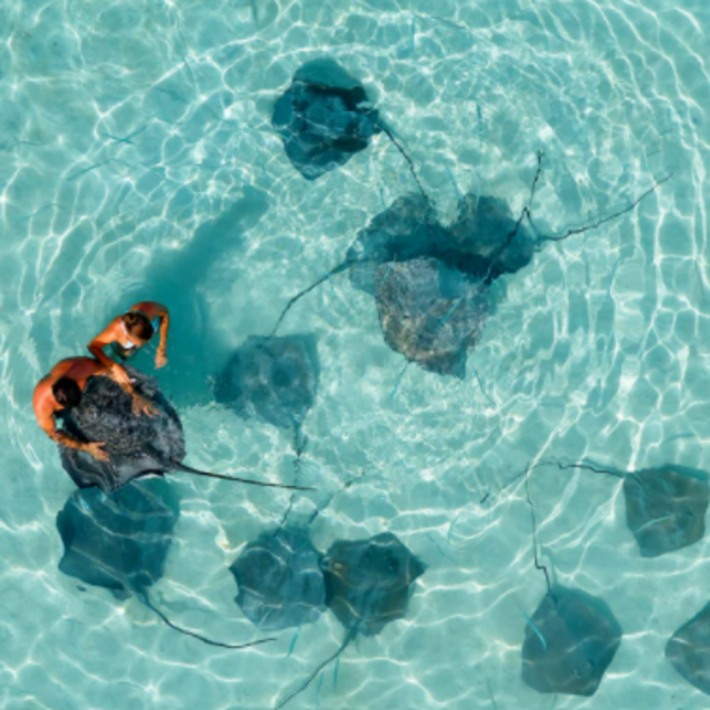 Lagoon Tour and Ray Feeding