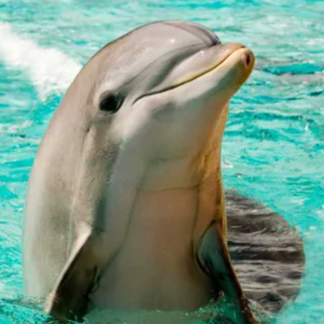 Manea Dolphin Encounter in Tahiti