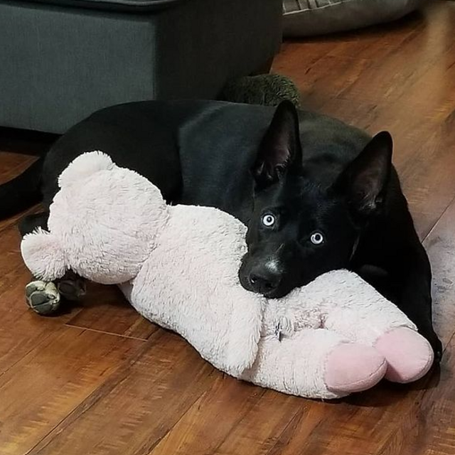 Pet Hotel For Our Honeymoon