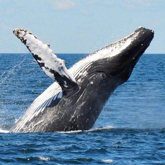 Madagascar Excursion: Whale Watching