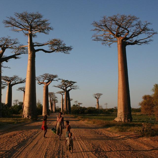 Madgascar: Trip to the Avenue of the Baobabs
