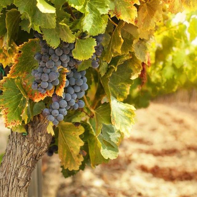 Wine Tours