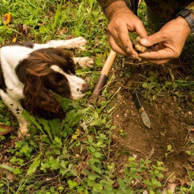 Truffle Hunting in Tuscany