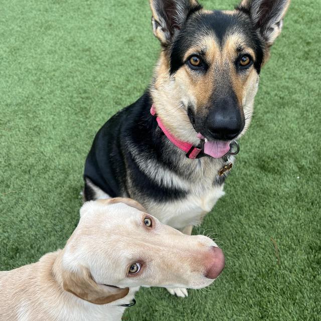 Our Pet Toy Fund