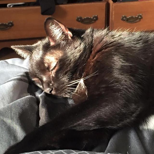 Anjellicle Cats Rescue