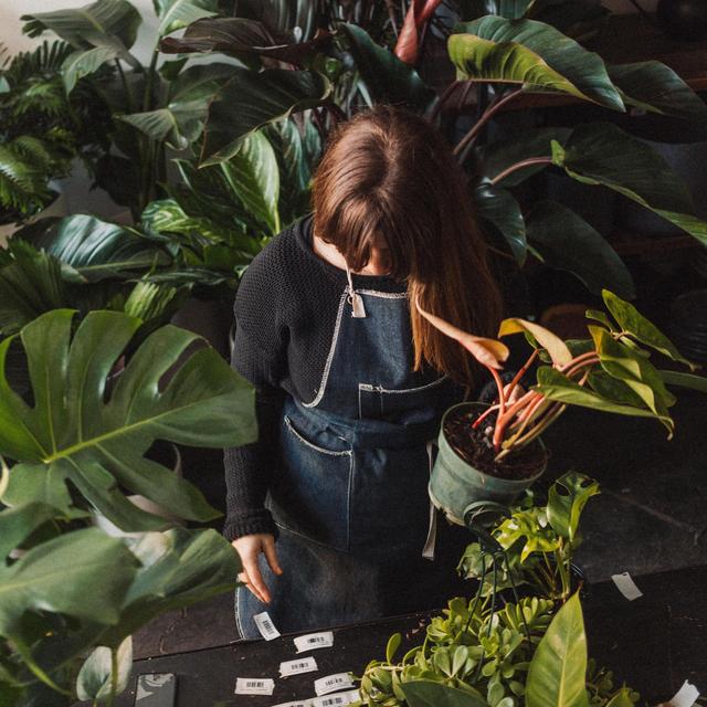 Glasswing Greenhouse Plants + Care