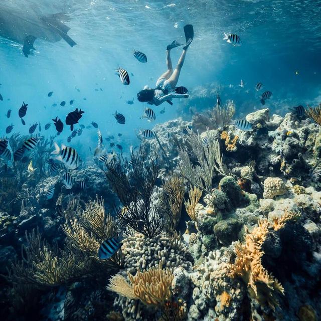 Honeymoon Fund - Snorkeling