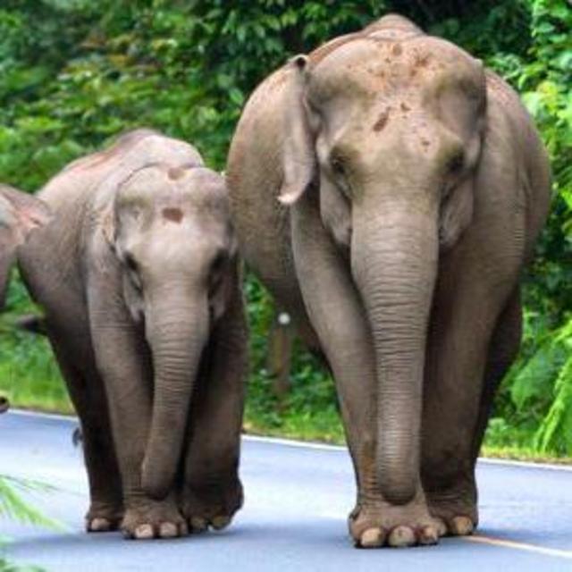 Visit to the Elephant Park in Bali