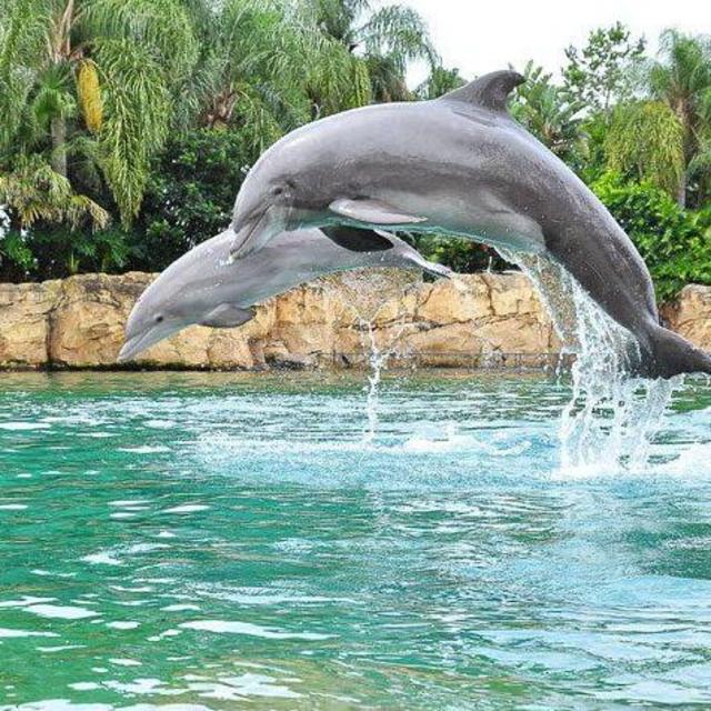 All Inclusive Discovery Cove Swimming with Dolphins and SeaWorld