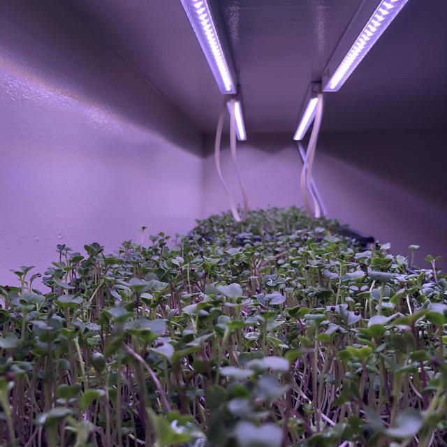 shraddha-jain-and-aesa-kamar-s-wedding-registry-on-zola