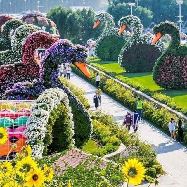 Dubai Miracle Garden Tour