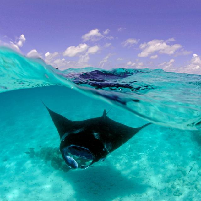 Snorkle with Manta Rays in the Maldives