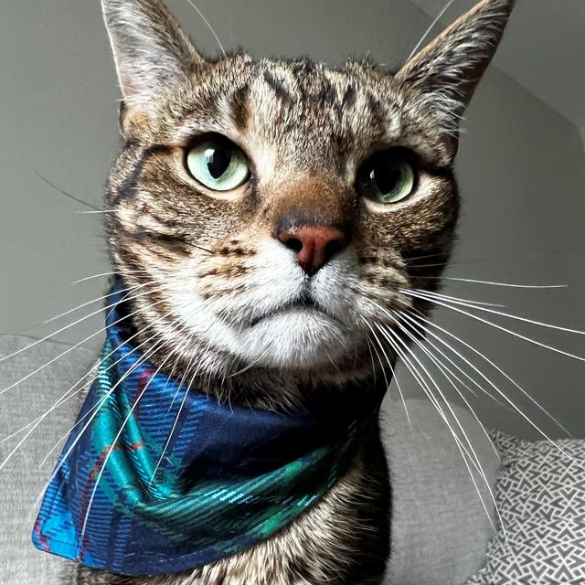 Year's Supply Of Cat Treats for Mighty Mack