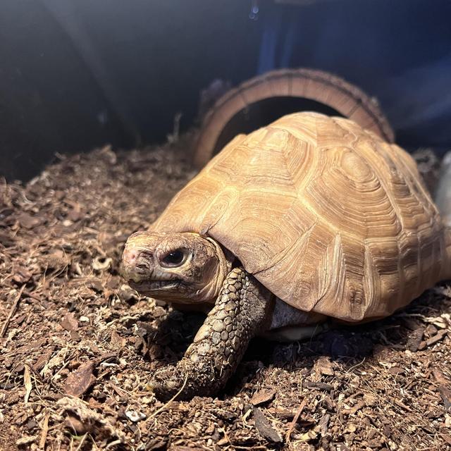 Our Pet Tortoise (Oogi) Fund