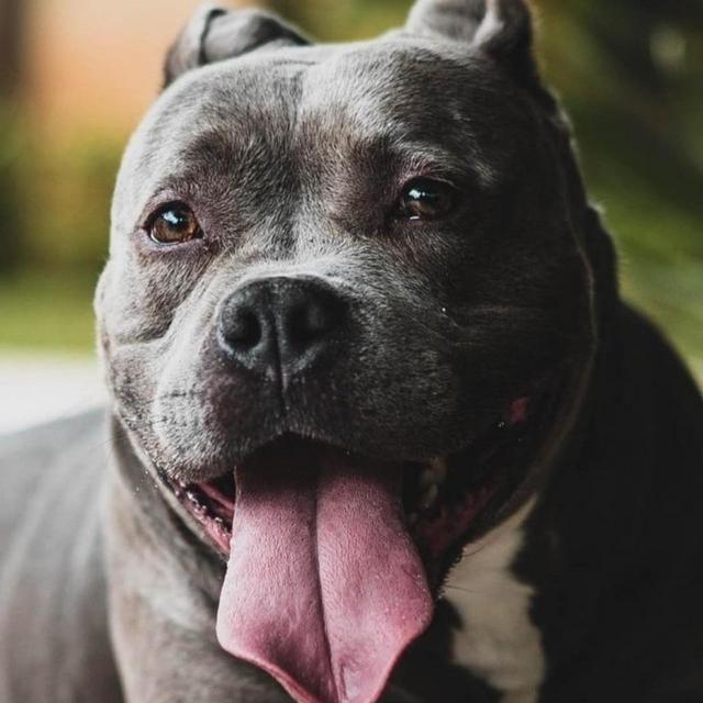 Donation to Wags & Walks Rescue