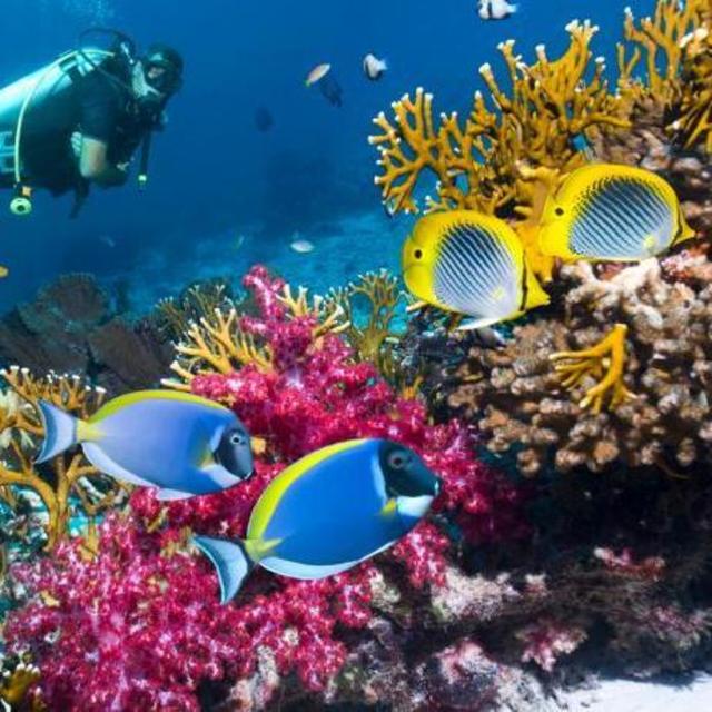 Honeymoon Fund - Scuba Diving in Belize!