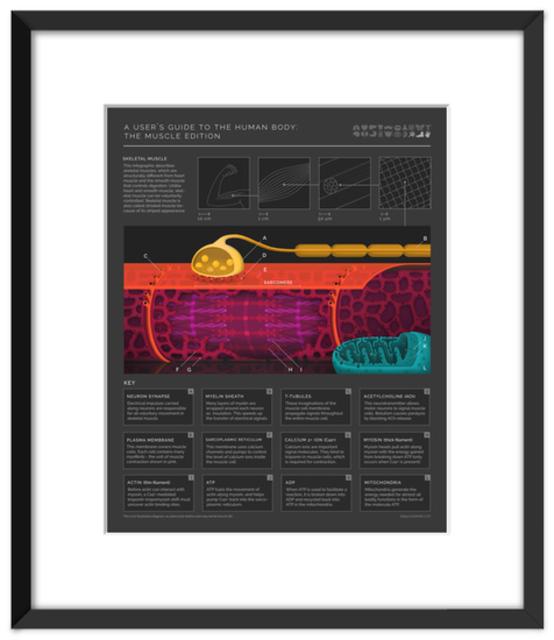 A guide to muscles illustration