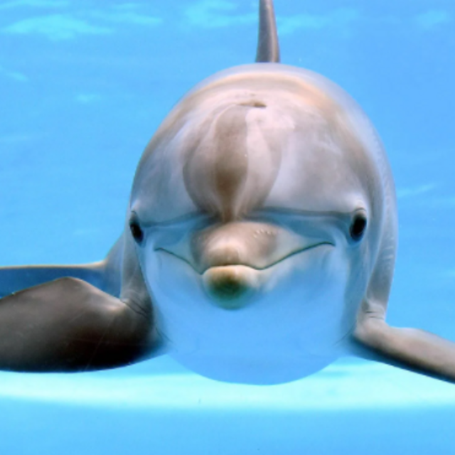 Snorkel Dolphin Express Tour