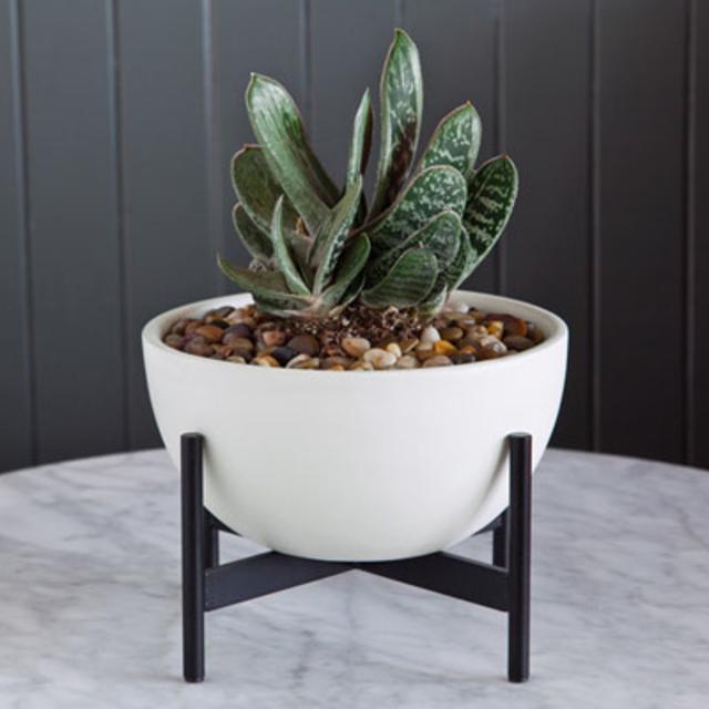 Case Study® Table Top Bowl with Metal Stand