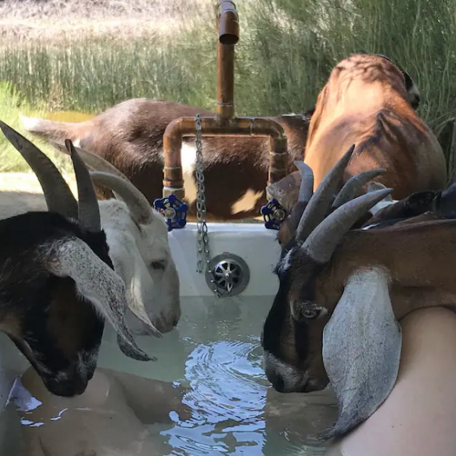 Our Honeymoon at Goat Farm Cabin