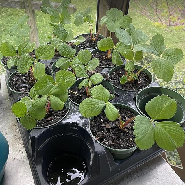 Bare root strawberry plants for planting (a bunch of them so we can share the harvest with you all)
