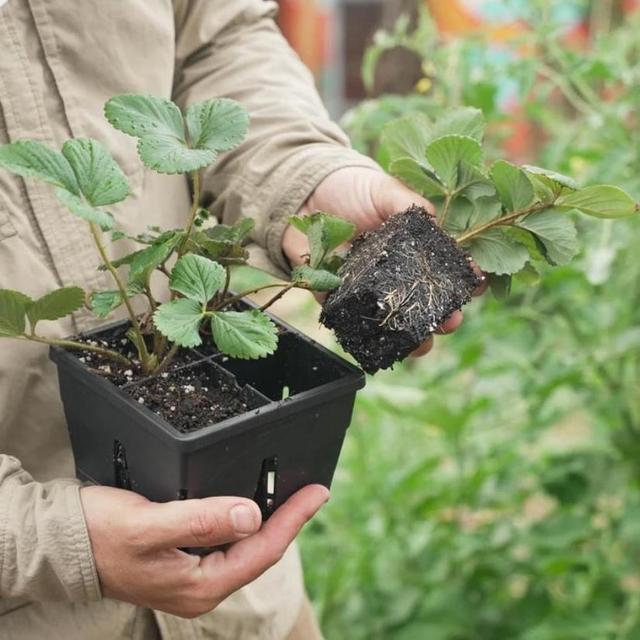 Reusable planting trays