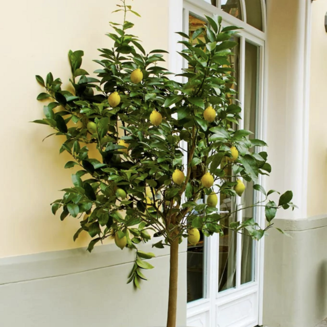Meyer Lemon Tree